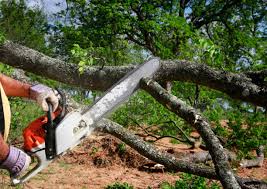 How Our Tree Care Process Works  in  Westville, IN