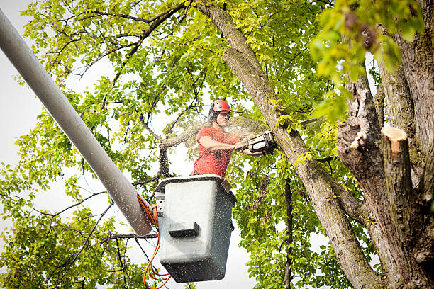 Trusted Westville, IN  Tree Services Experts